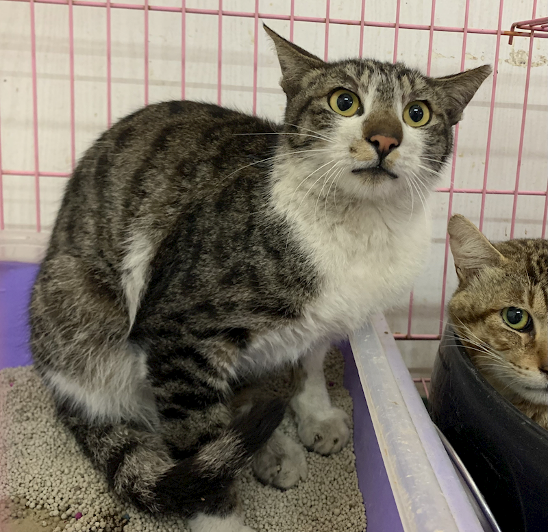 臺北市動物之家,編號:444139, 混種貓                 