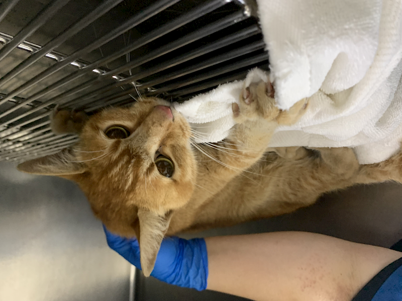 臺北市動物之家,編號:444142, 混種貓                 