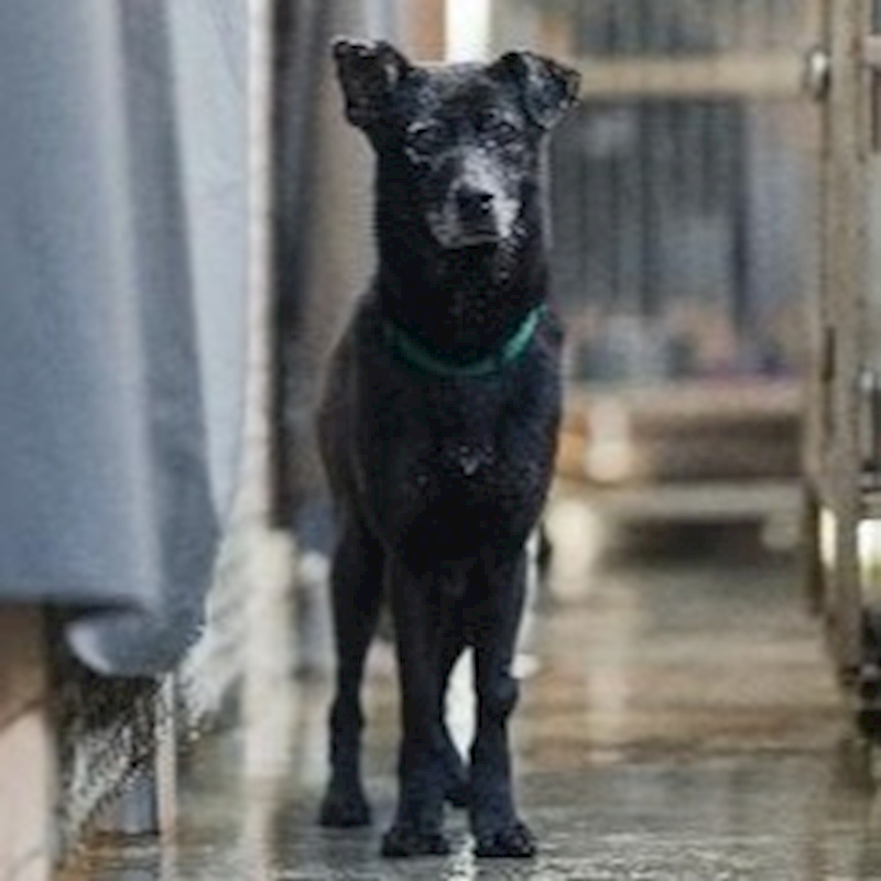 新北市淡水區公立動物之家,編號:46559, 混種犬          