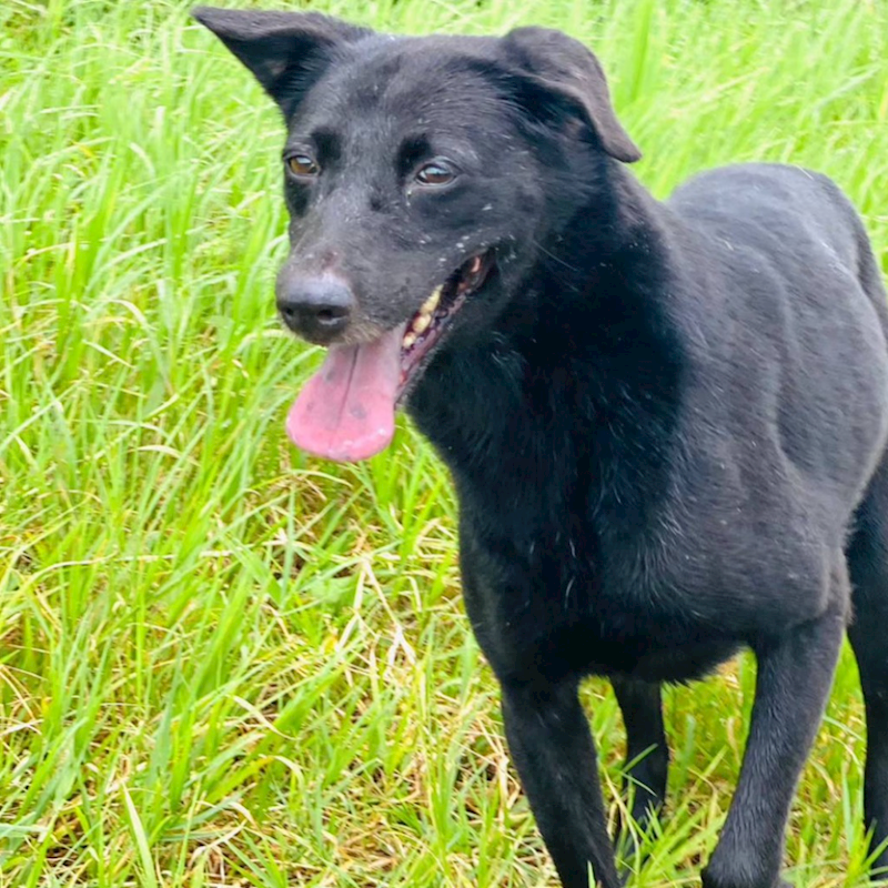 新北市淡水區公立動物之家,編號:59744, 混種犬          