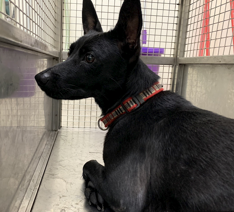 臺北市動物之家,編號:427638, 混種犬          