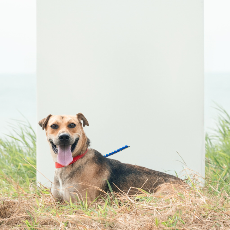 新北市淡水區公立動物之家,編號:268506, 混種犬          