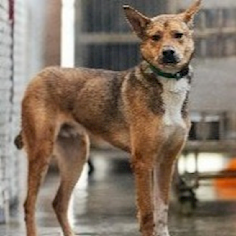 新北市淡水區公立動物之家,編號:288046, 混種犬          