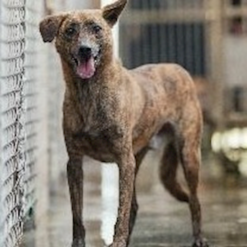 新北市淡水區公立動物之家,編號:294115, 混種犬          