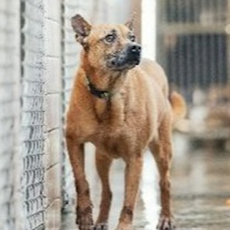 新北市淡水區公立動物之家,編號:279054, 混種犬          