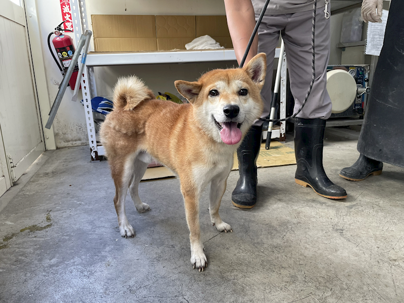 臺北市動物之家,編號:434608, 柴犬                  