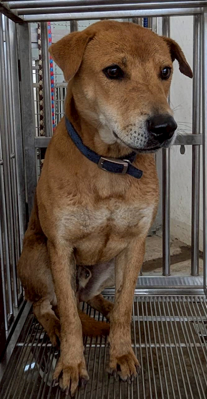 花蓮縣狗貓躍動園區,編號:438722, 混種犬          