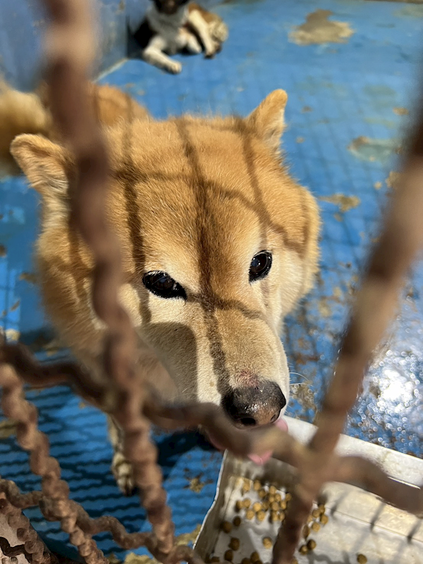 苗栗縣動物保護教育園區,編號:441514, 柴犬                  