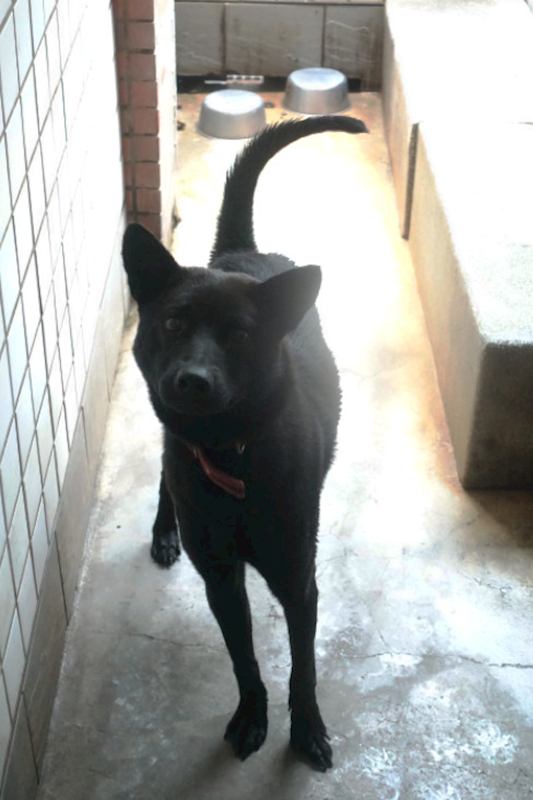 宜蘭縣流浪動物中途之家,編號:443995, 混種犬          