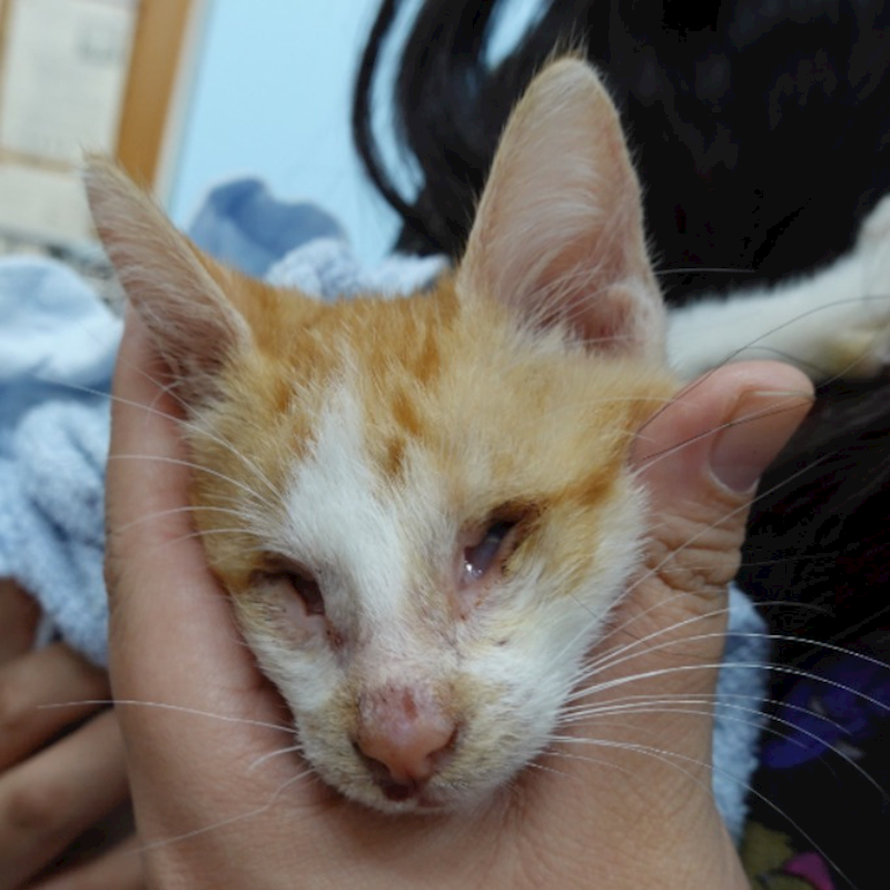 臺南市動物之家灣裡站,編號:439911, 混種貓                 