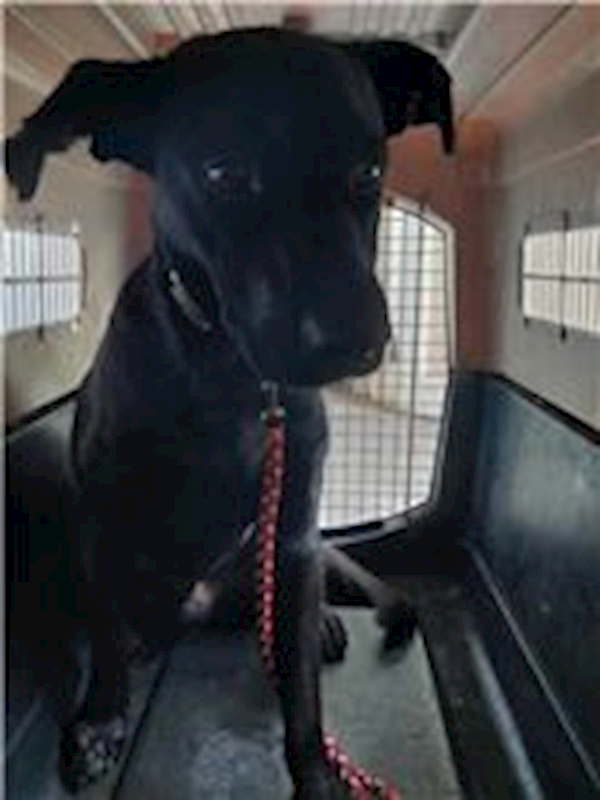 新北市五股區公立動物之家,編號:277457, 混種犬          