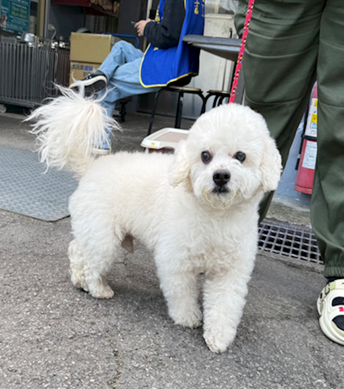 新北市板橋區公立動物之家,編號:443947, 比熊犬