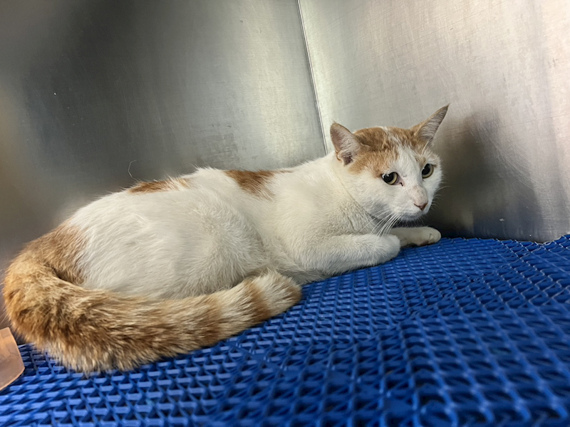 桃園市動物保護教育園區,編號:433860, 混種貓                 