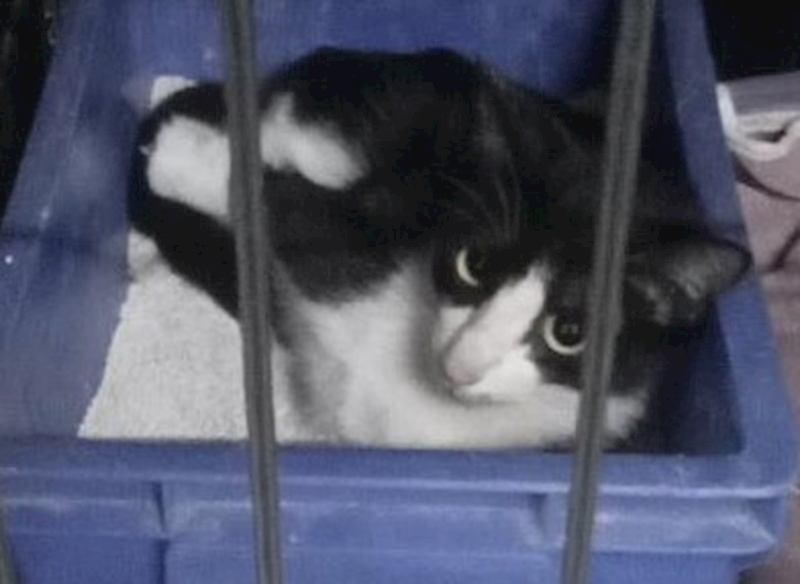 桃園市動物保護教育園區,編號:329779, 混種貓                 