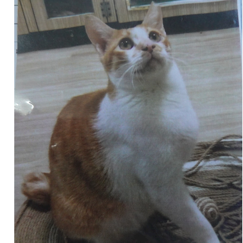 臺南市動物之家灣裡站,編號:406757, 混種貓                 