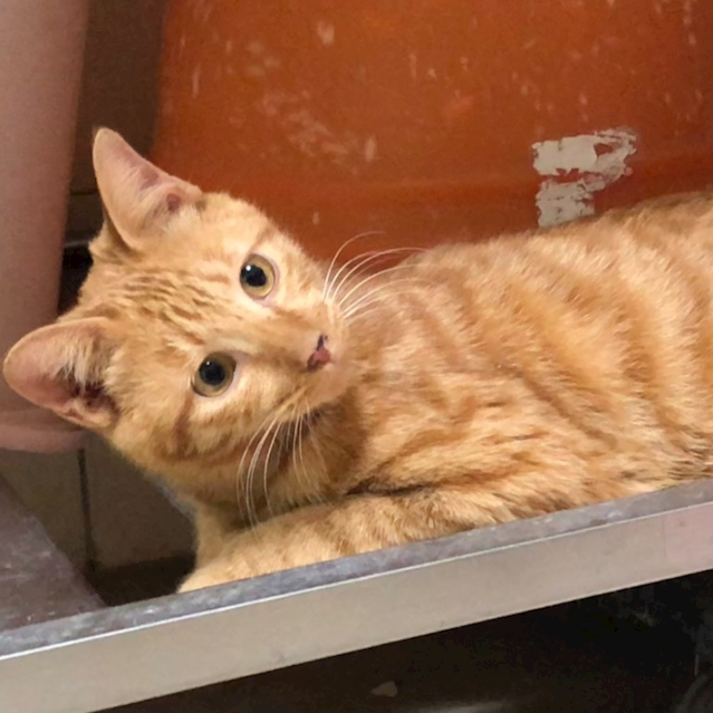 臺南市動物之家灣裡站,編號:411764, 混種貓                 