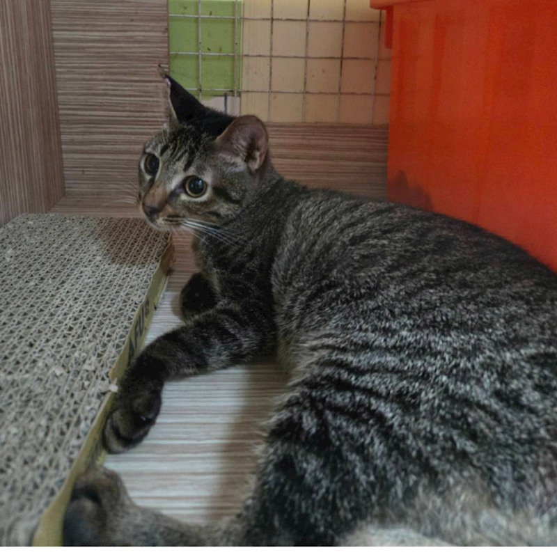 臺南市動物之家灣裡站,編號:371807, 混種貓                 