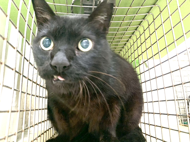 臺北市動物之家,編號:444238, 混種貓                 