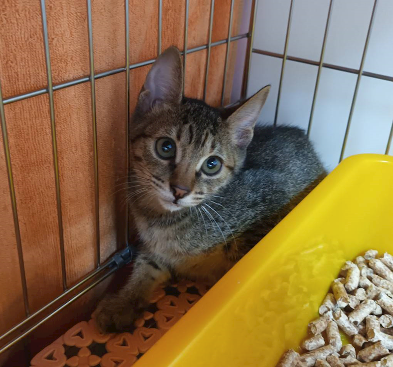 新北市板橋區公立動物之家,編號:444326, 混種貓                 