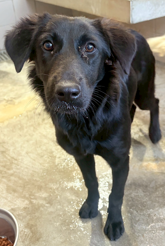 花蓮縣狗貓躍動園區,編號:439399, 混種犬          