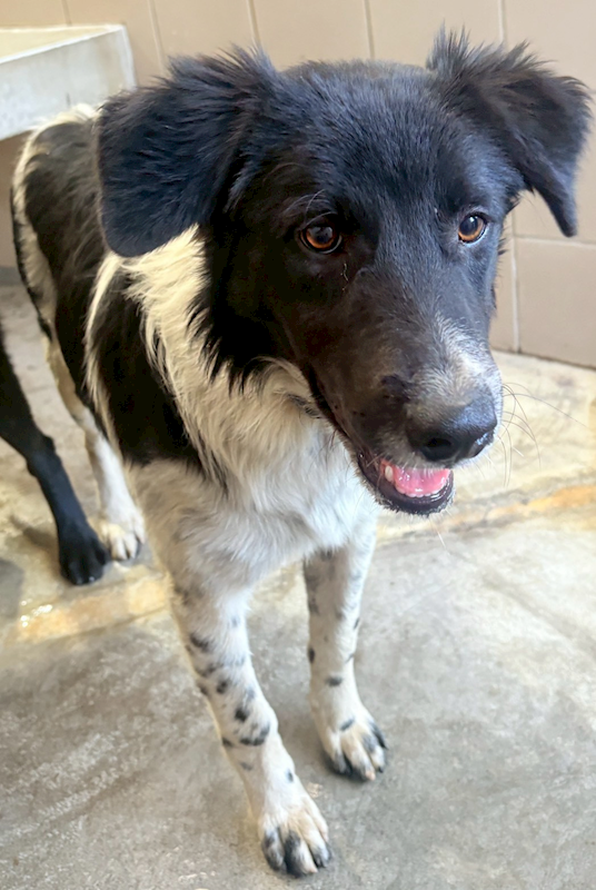 花蓮縣狗貓躍動園區,編號:439396, 混種犬          