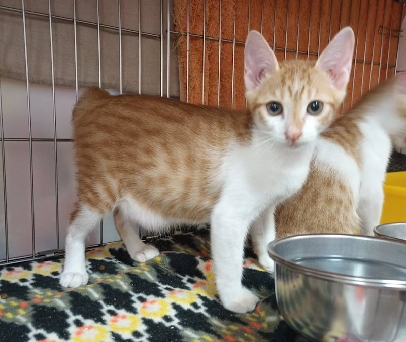 新北市板橋區公立動物之家,編號:444322, 混種貓                 