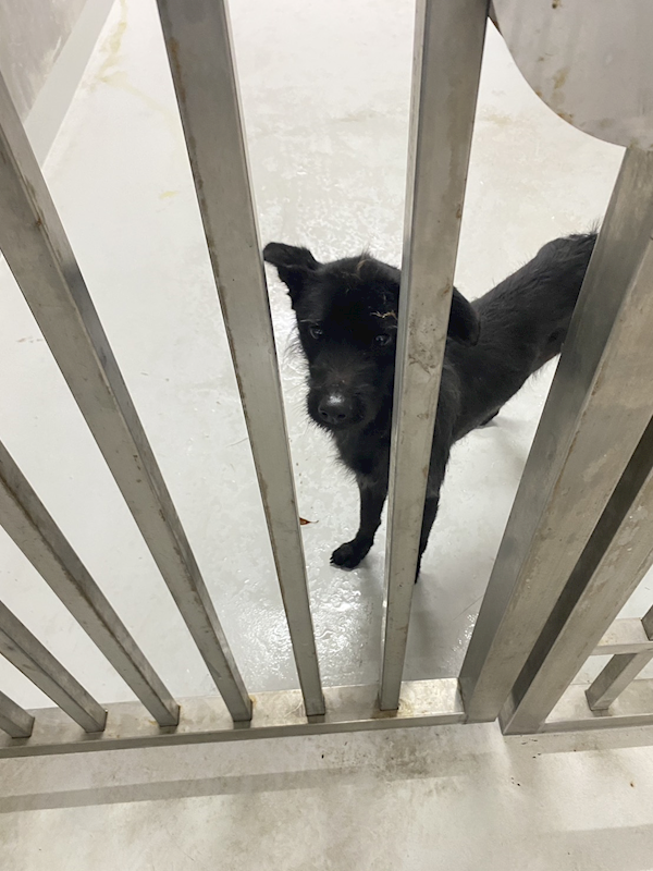 基隆市寵物銀行,編號:444299, 混種犬          