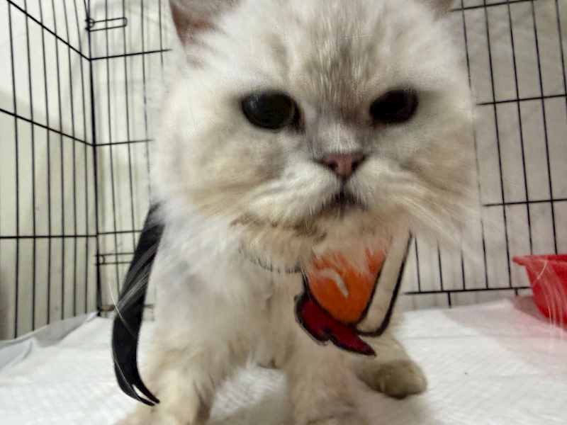 基隆市寵物銀行,編號:444136, 金吉拉                 