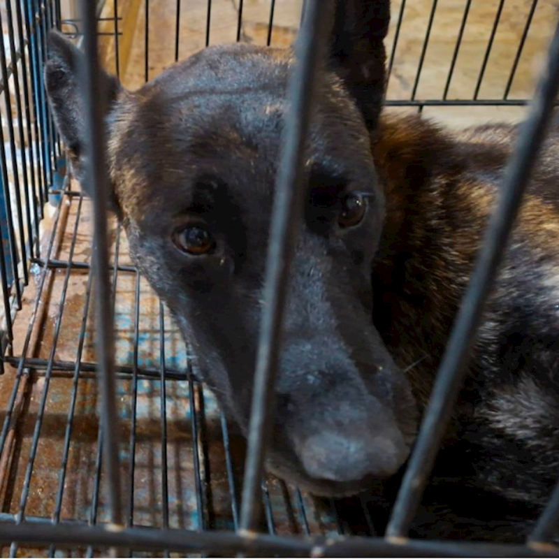 臺南市動物之家善化站,編號:444270, 混種犬          