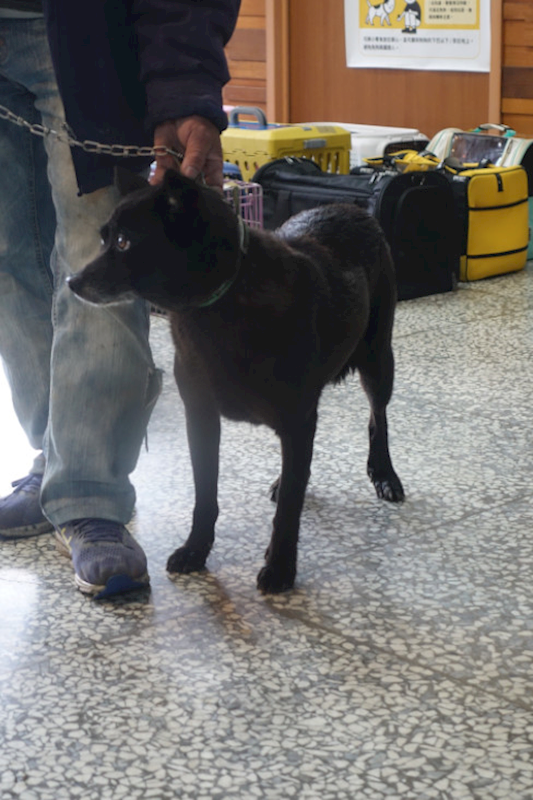 宜蘭縣流浪動物中途之家,編號:444223, 混種犬          