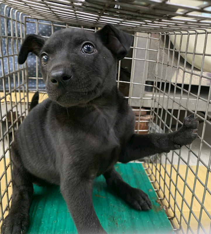 臺北市動物之家,編號:444241, 混種犬          