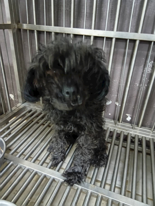 新北市五股區公立動物之家,編號:442907, 貴賓犬        