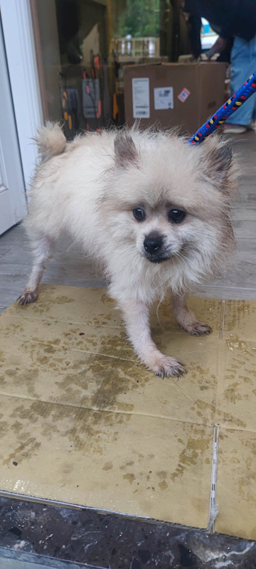 新北市中和區公立動物之家,編號:444227, 博美犬         