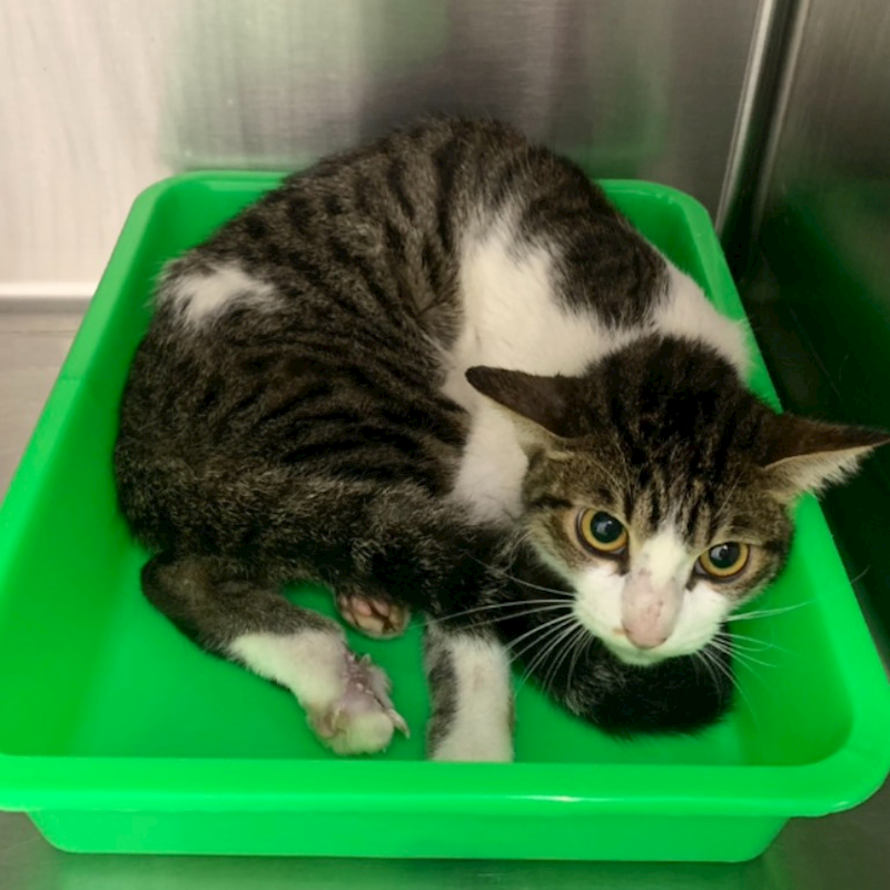 臺北市動物之家,編號:417939, 混種貓                 