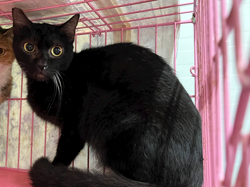 臺北市動物之家,編號:370245, 混種貓                 