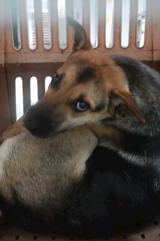 宜蘭縣流浪動物中途之家,編號:444221, 混種犬          