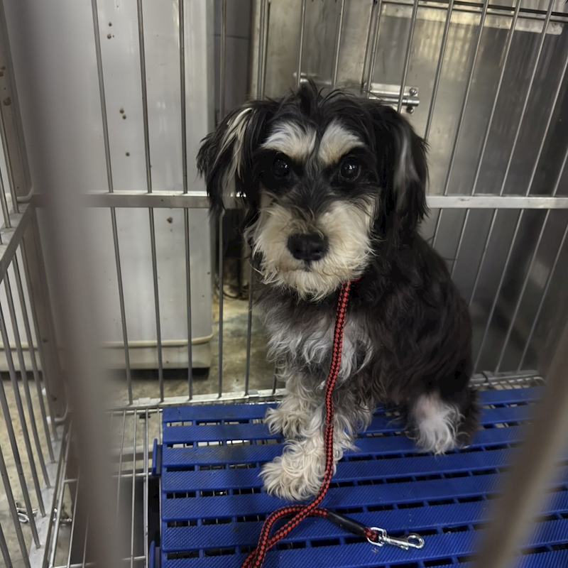 新北市新店區公立動物之家,編號:444360, 迷你雪納瑞