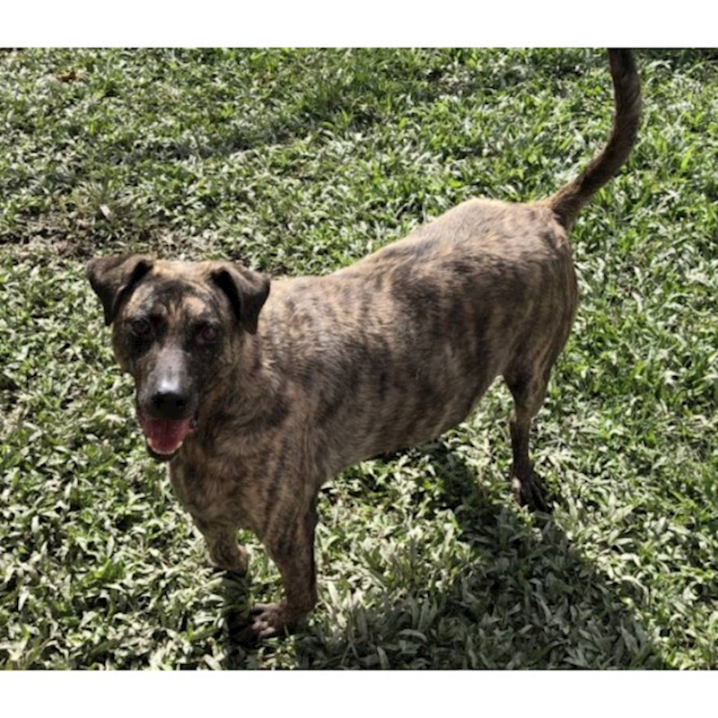 臺北市動物之家,編號:179281, 混種犬          