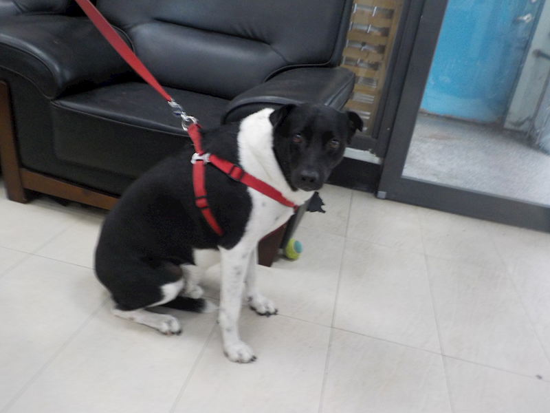 南投縣公立動物收容所,編號:397722, 混種犬          