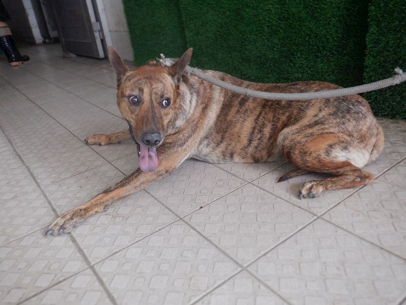 南投縣公立動物收容所,編號:420994, 混種犬          