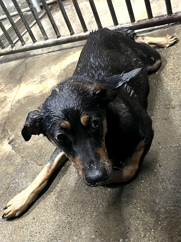 彰化縣流浪狗中途之家,編號:444198, 混種犬          