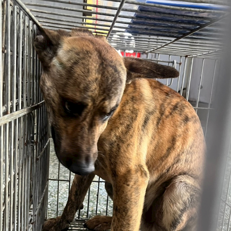 臺南市動物之家善化站,編號:444421, 混種犬          