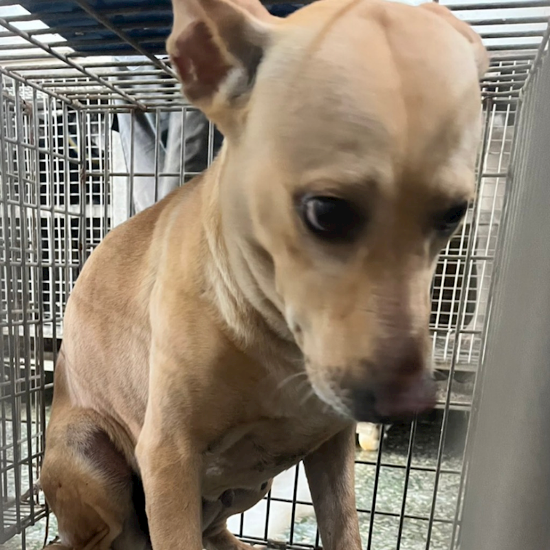 臺南市動物之家善化站,編號:444419, 混種犬          