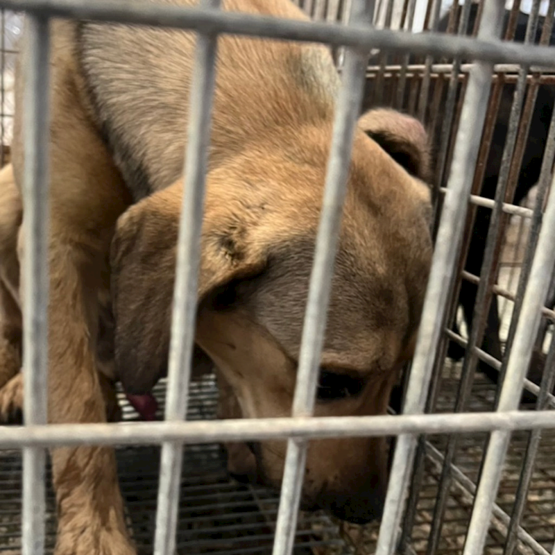 臺南市動物之家善化站,編號:444414, 混種犬          