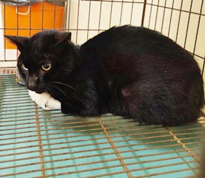 臺中市動物之家后里園區,編號:444415, 混種貓                 