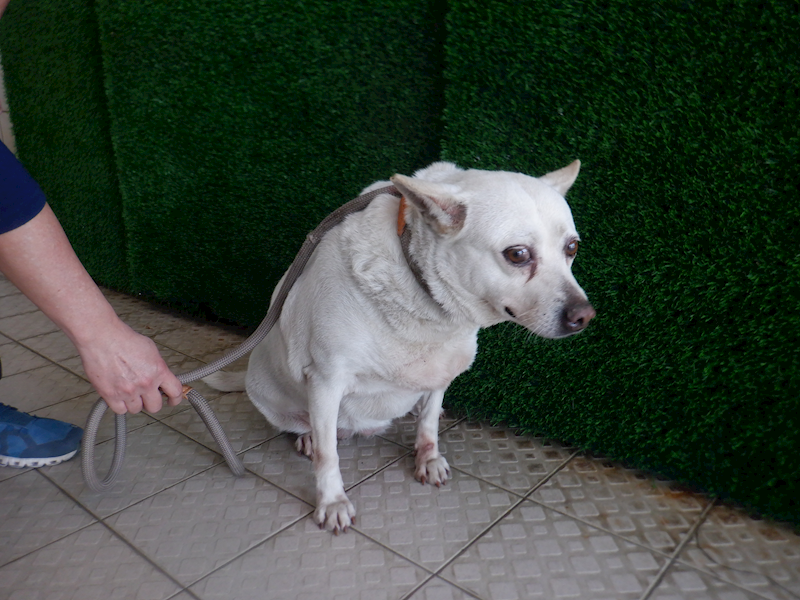 南投縣公立動物收容所,編號:394866, 混種犬          