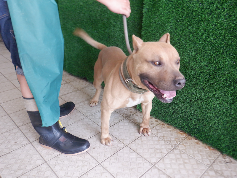 南投縣公立動物收容所,編號:402399, 比特犬