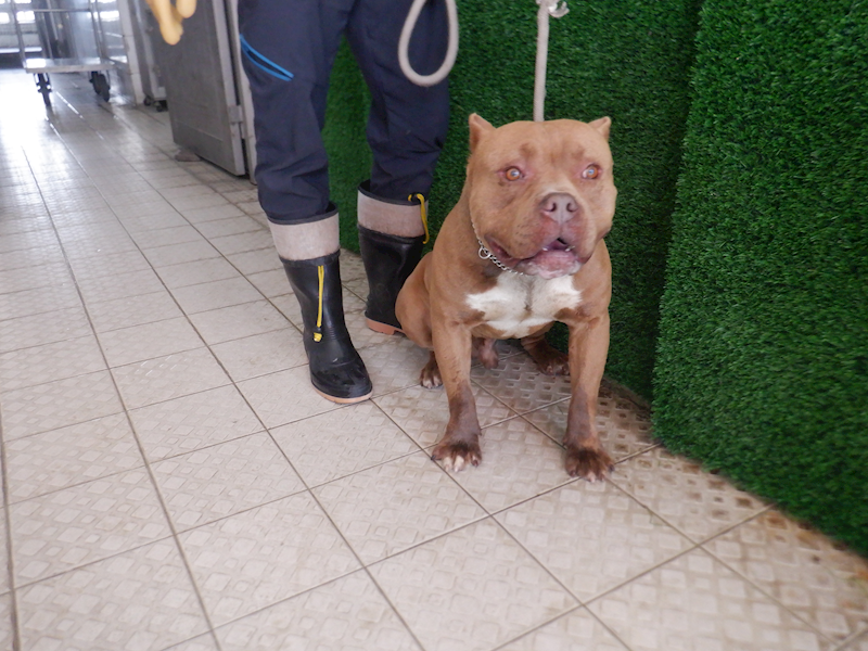 南投縣公立動物收容所,編號:402387, 比特犬