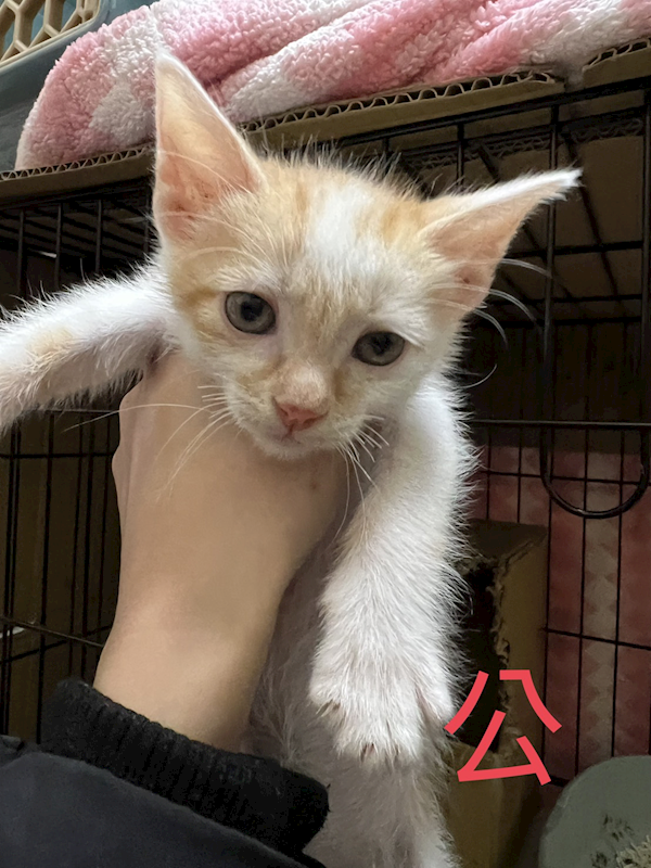 新北市八里區公立動物之家,編號:444369, 混種貓                 