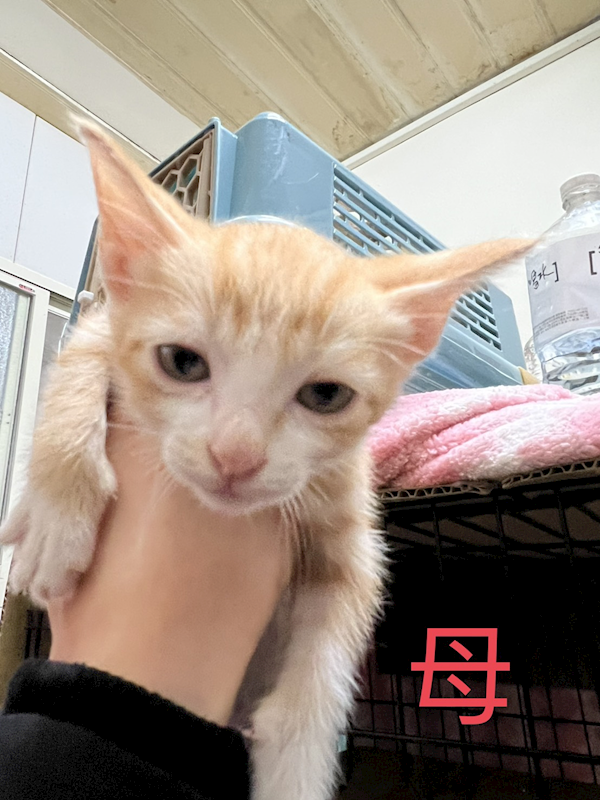 新北市八里區公立動物之家,編號:444368, 混種貓                 